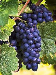 Black Grapes