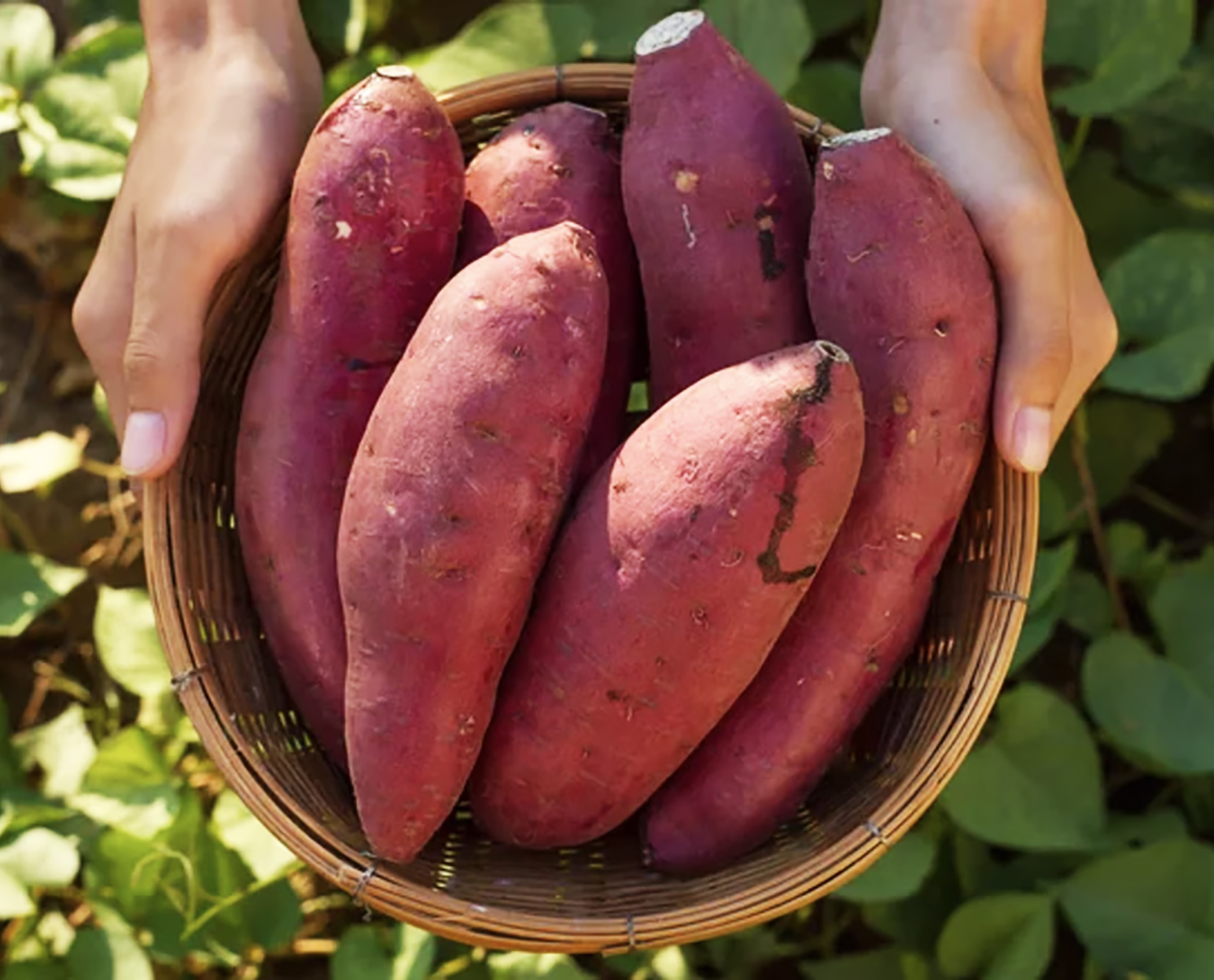 Pure Gard Potato